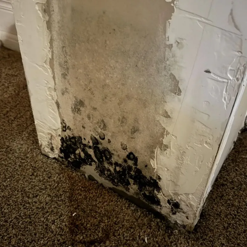 Professional Mold Removal in Dennis, MA
